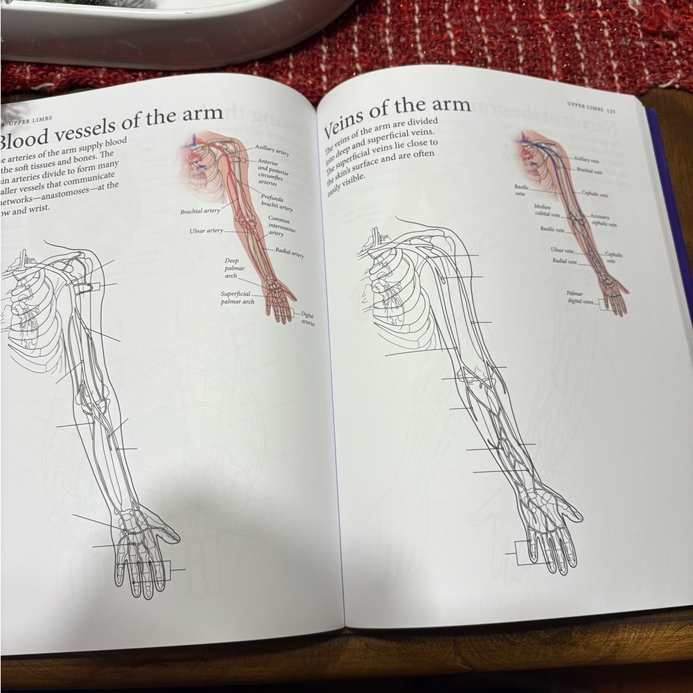 Human Body Coloring Book - Picture 7 of 15
